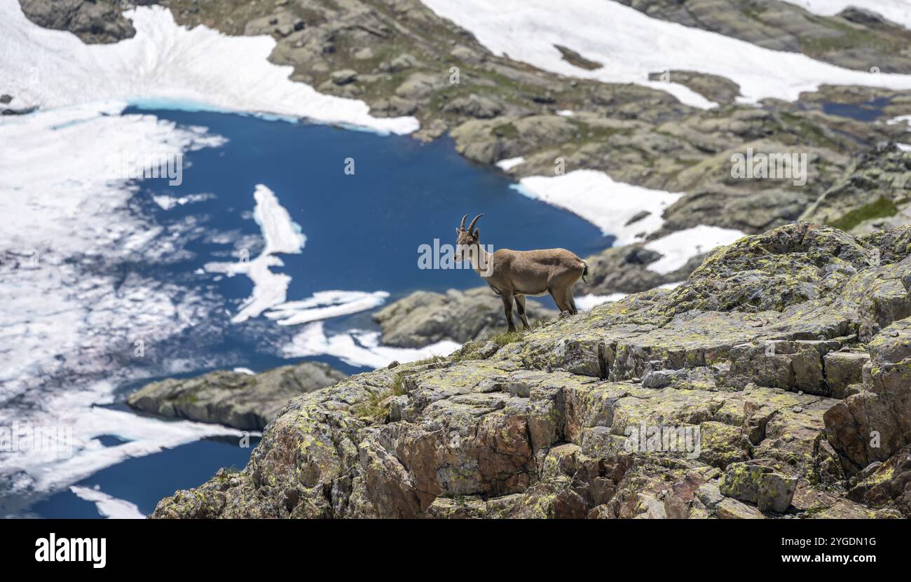 Alpensteinbock (Capra Steinbock), auf einem Felsen, hinter Lac Cornu, Aiguille Rouges, Chamonix, Frankreich, Europa Stockfoto
