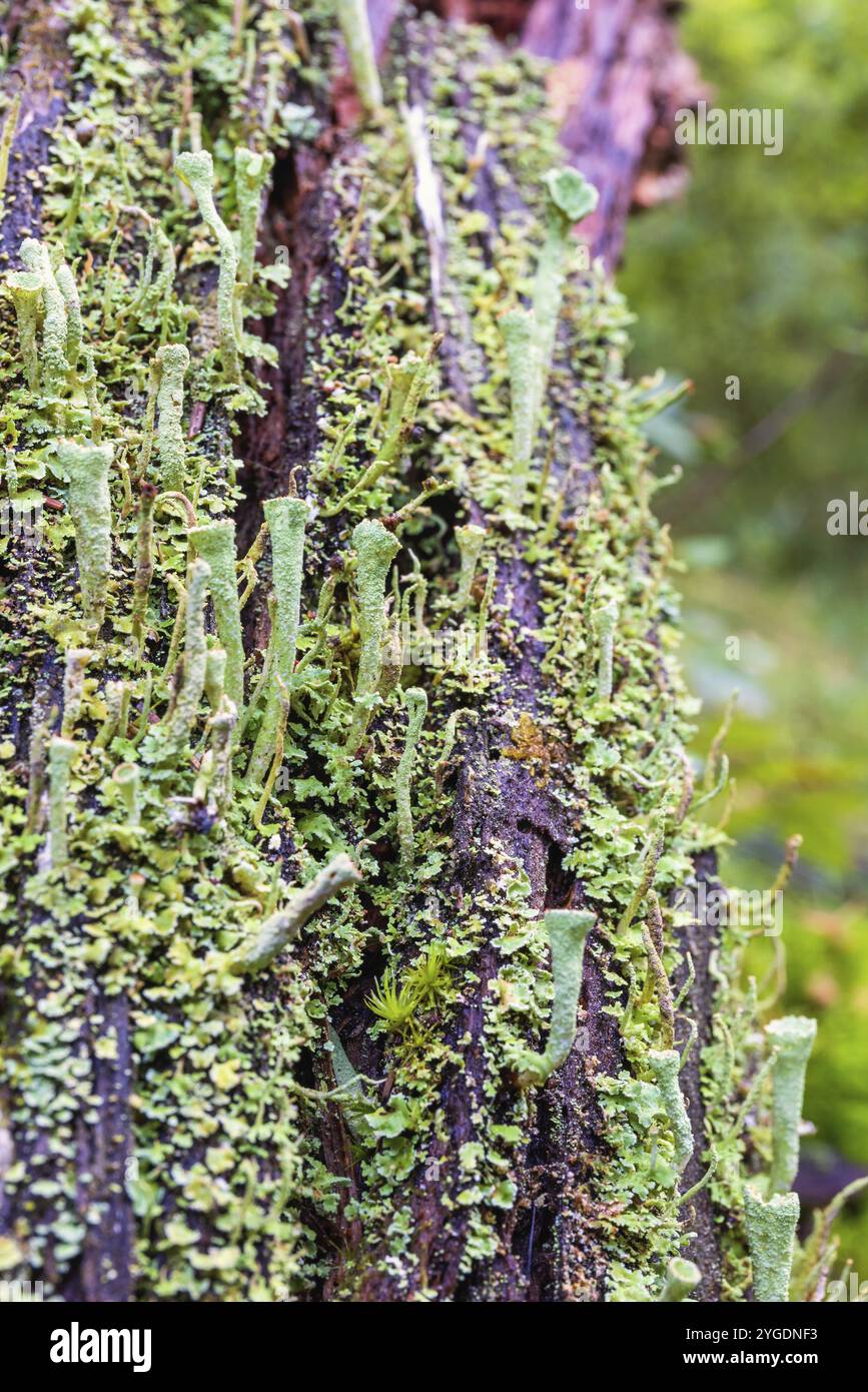 Nahaufnahme bei Trompetenflechte (Cladonia fimbriata), die auf einem Baumstumpf wächst, Schweden, Europa Stockfoto