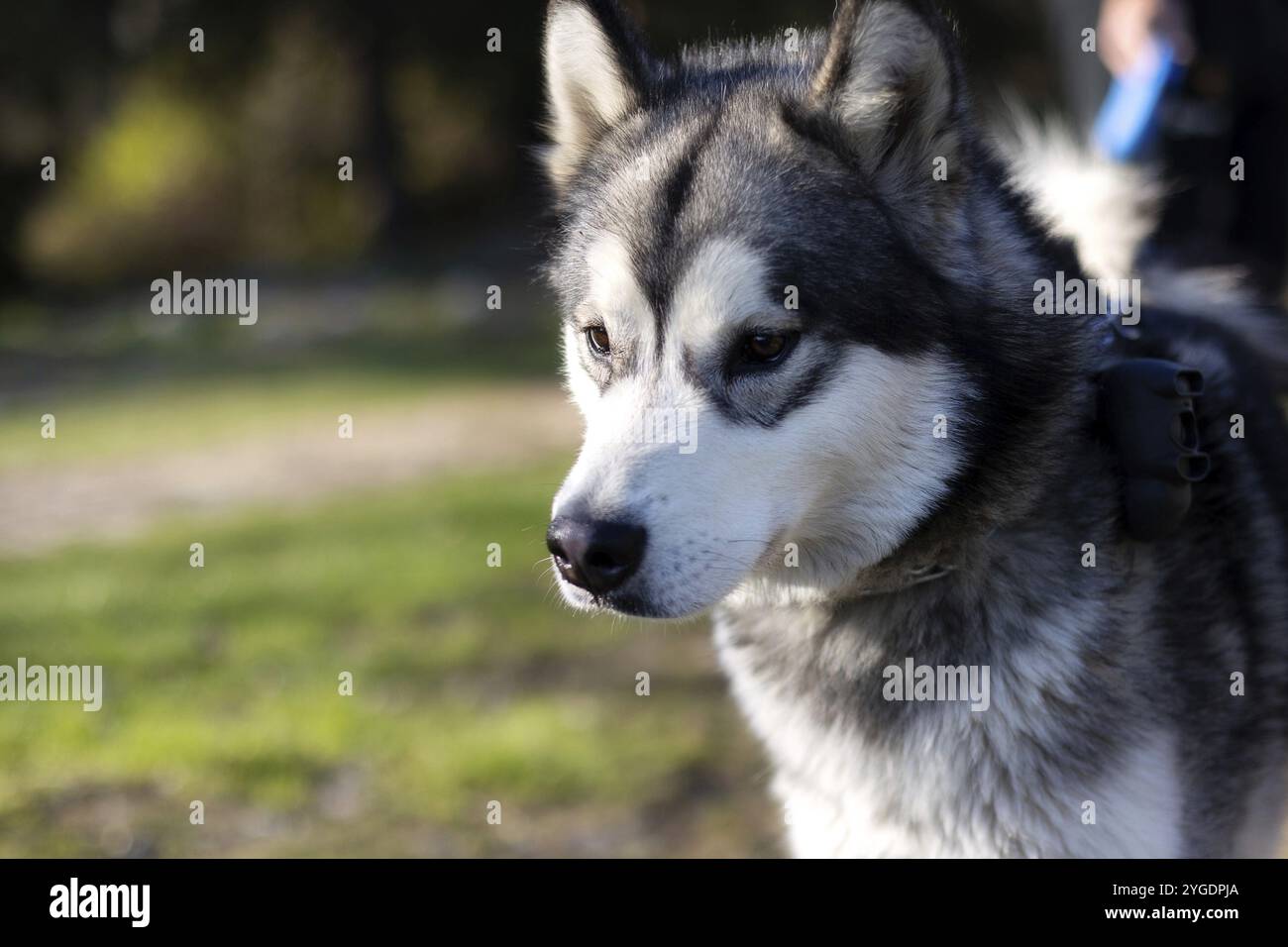 Nahaufnahme im sibirischen Husky-Porträt mit weißem und grauem Mantel, braunen Augen und unscharfem grünen Hintergrund Stockfoto