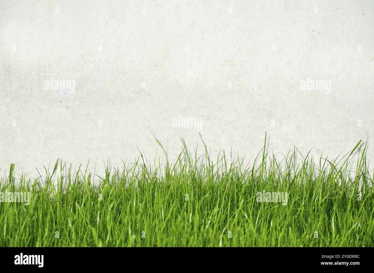 Hintergrund Licht Betonwand mit grünem Gras Stockfoto