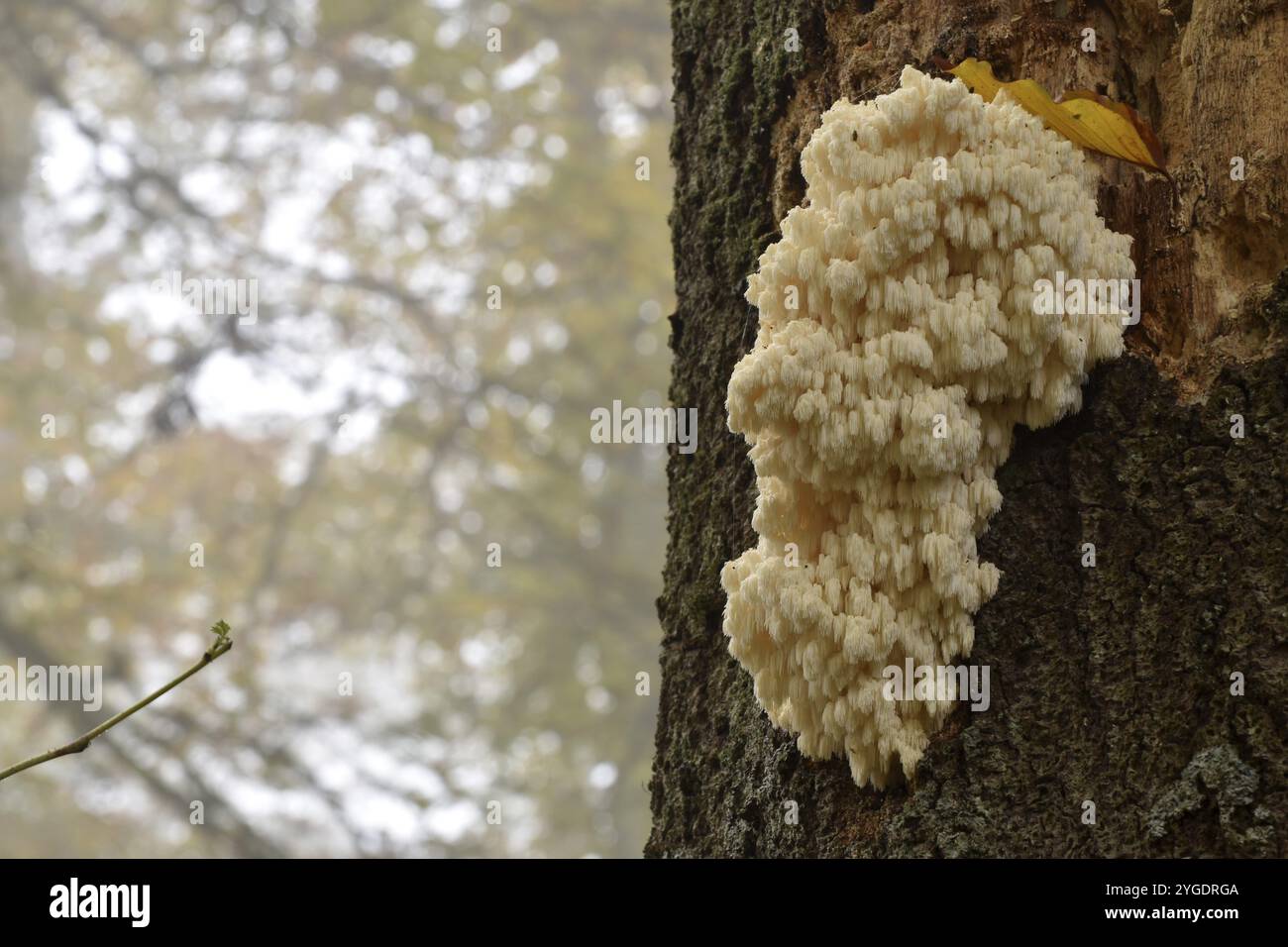 Der sehr seltene Pilz-Igel-Stachelbart (Hericium erinaceus) wächst am Stamm eines alten Baumes am Wildenburger Kopf im Hunsrueck-Hochwal Stockfoto