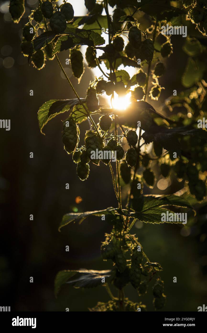 Hopfenpflanze mit Details von Dolde bei Sonnenaufgang Stockfoto