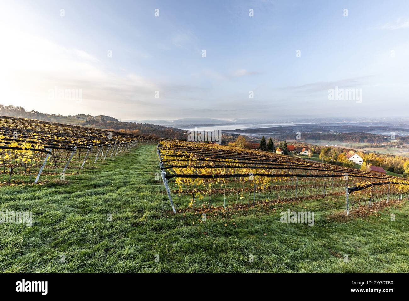 Morgenstimmung auf dem Weinberg, Nebel driftet über bewaldete Hügel im Tal, St. Andrae-Hoech, Sausal Weinland, Steiermark, Österreich, Europa Stockfoto