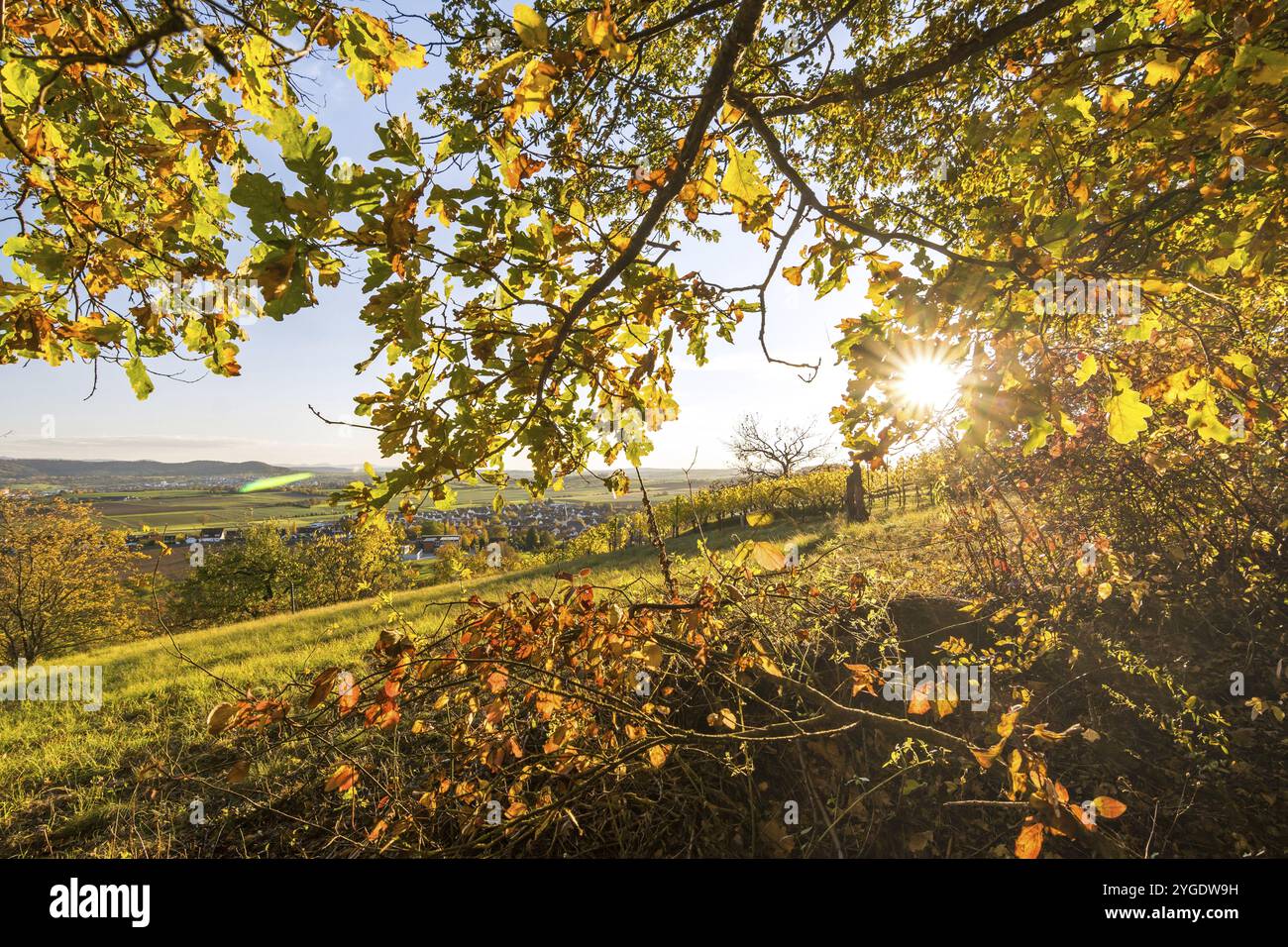 Die Sonne scheint durch die bunten Blätter eines Baumes auf einem Weinberg in einer wunderschönen Herbstlandschaft Stockfoto