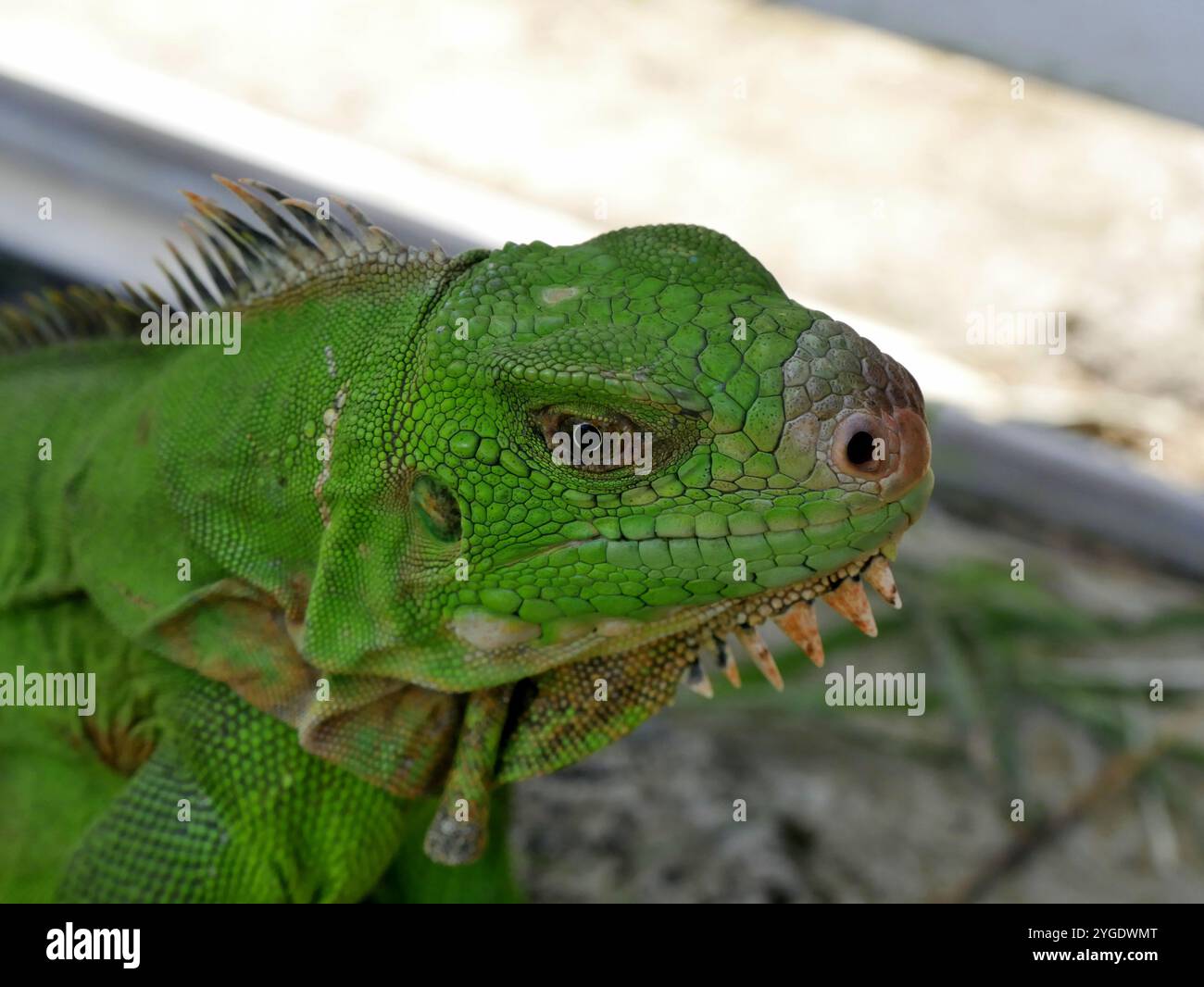 Grünes Leguana Reptil, auch Iguana Iguana oder amerikanischer Leguana genannt, Nahporträt im Garten von guadeloupe Stockfoto