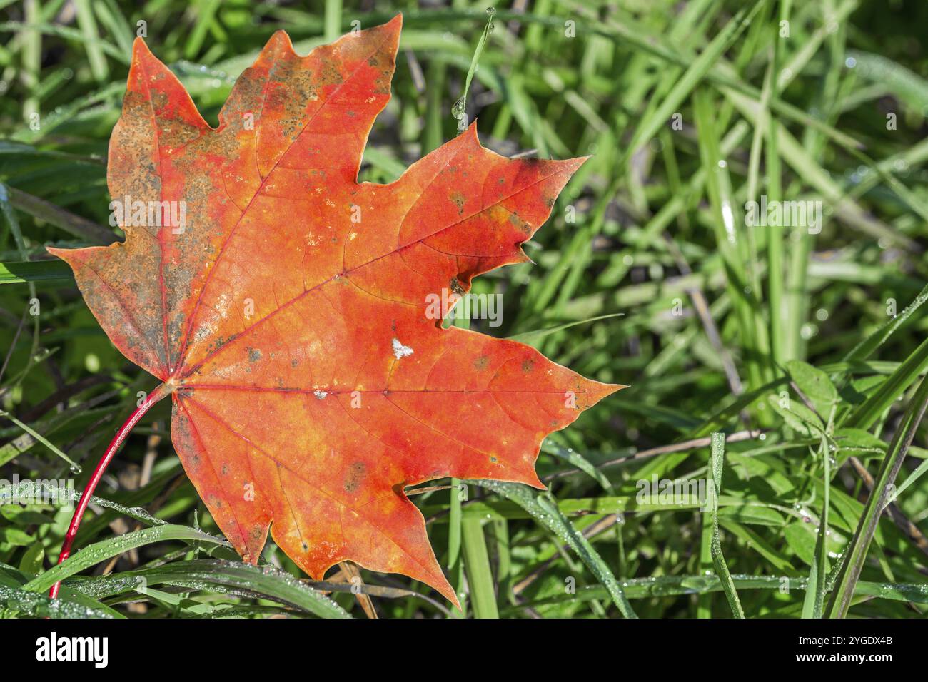 Nahaufnahme Makroaufnahme von schönen roten Ahornblatt auf einem Grüne Wiese im Herbst Stockfoto