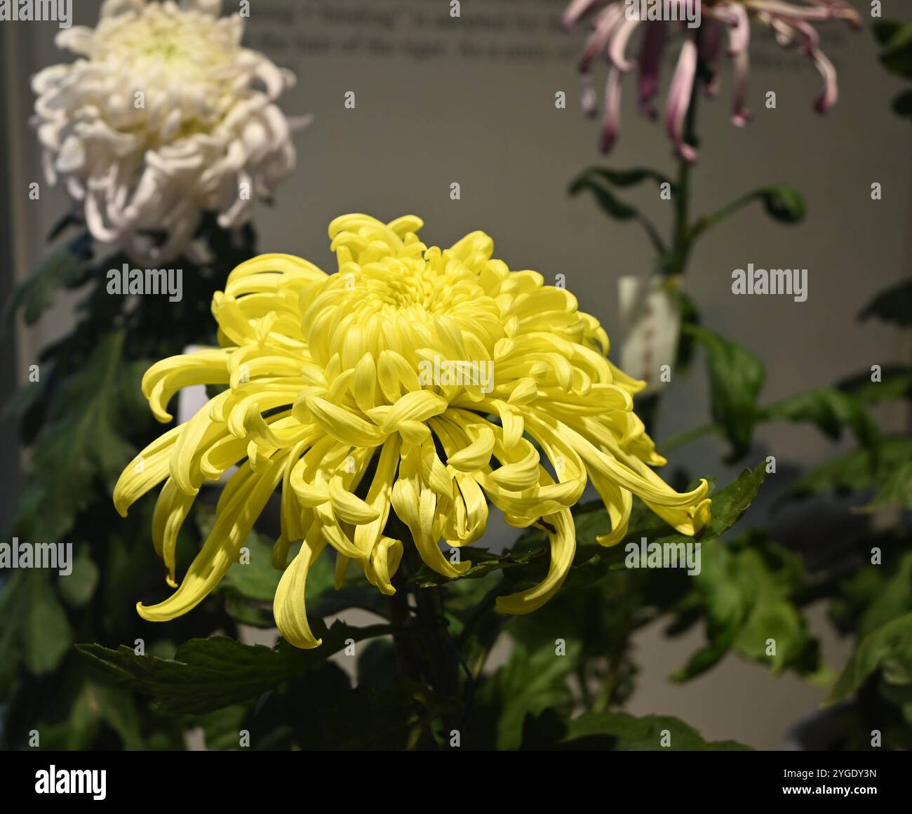 Gelbe Chrysanthemenblüten im Garten im Herbst Stockfoto