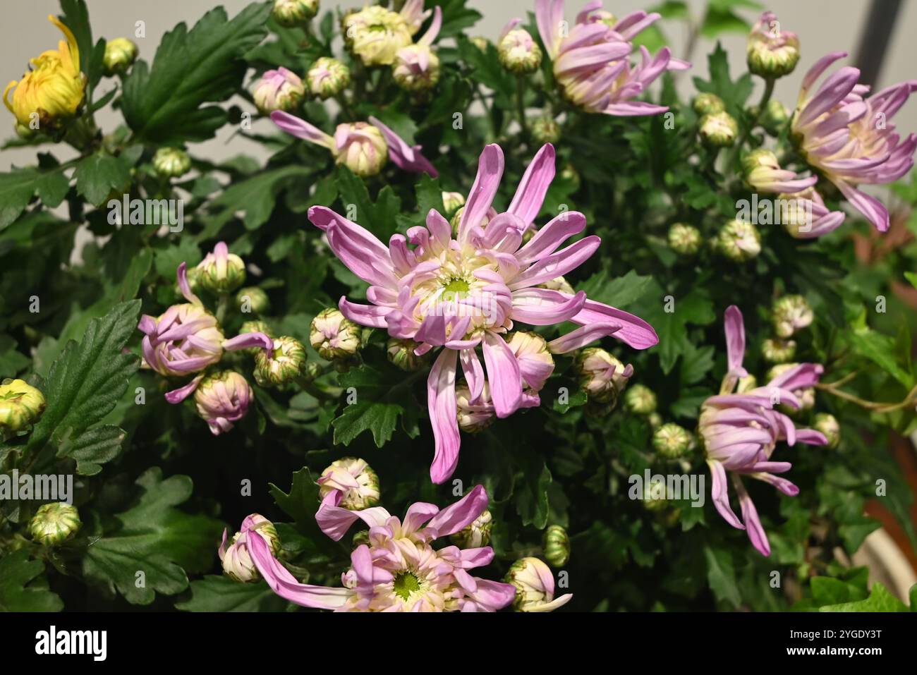 Gruppen von rosa Chrysanthemen, die am Herbsttag im Garten blühen Stockfoto