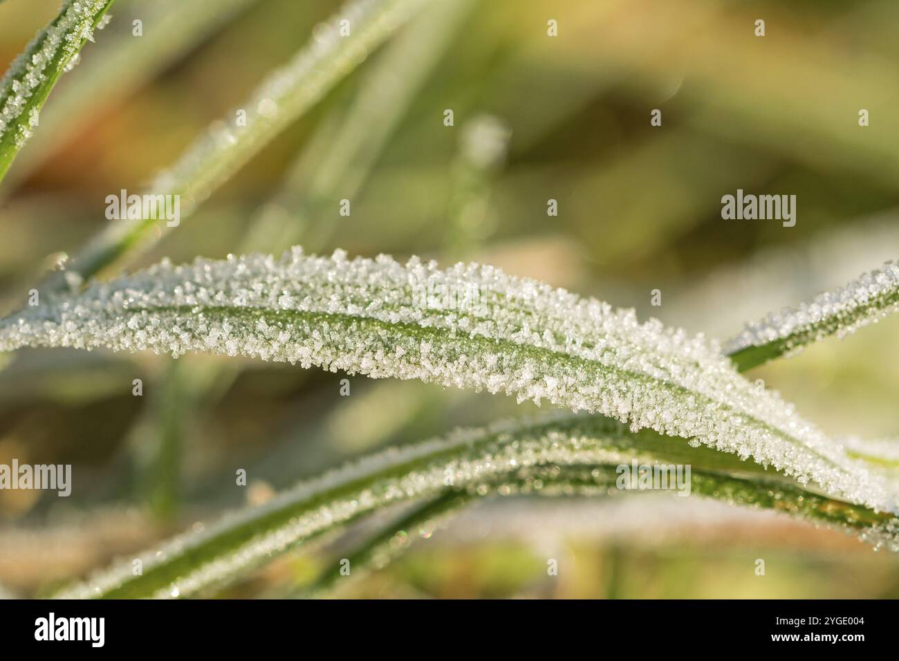 Nahaufnahme Makro Aufnahme von gefrorenen Grashalmen im Winter von schönen Eiskristallen bedeckt Stockfoto