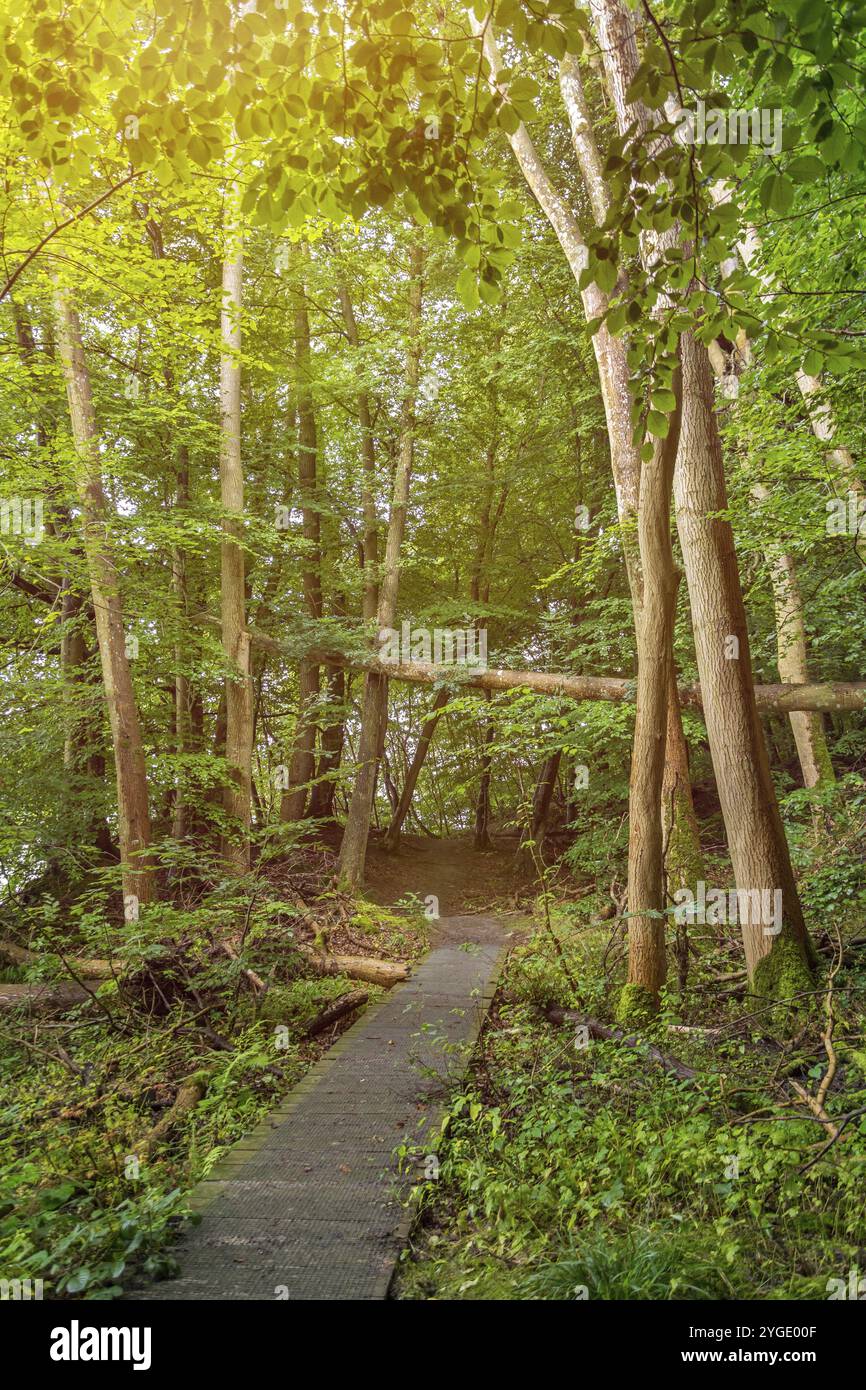 Romantischer Fußweg durch grünen Zauberwald Stockfoto