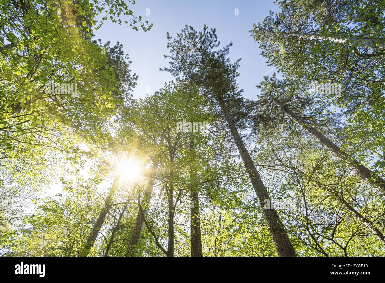 Schöne Sonnenstrahlen, die durch grüne Baumkronen im Wald leuchten Stockfoto