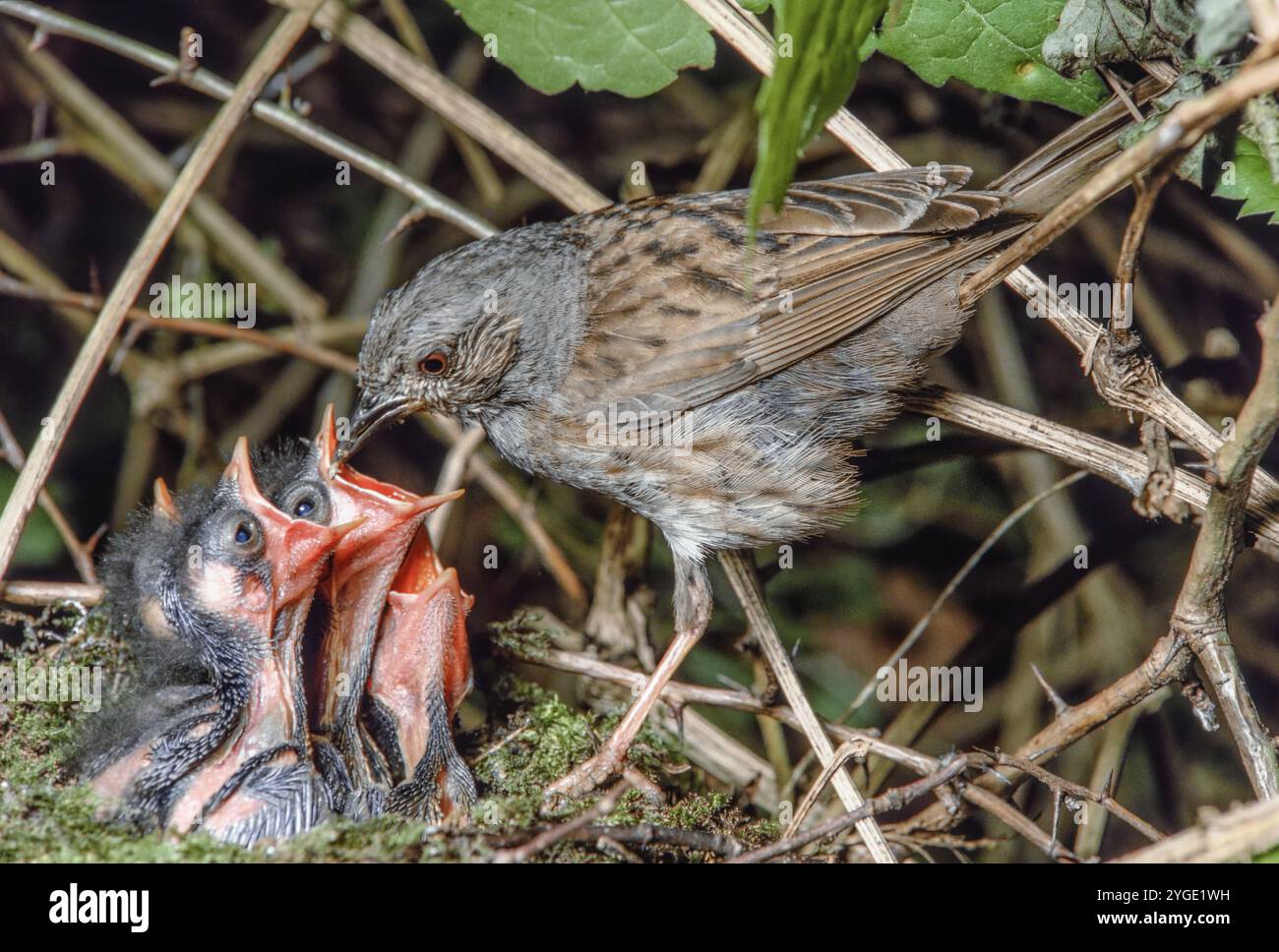 Dunnock (Prunella modularis) füttert seine Küken am Nest in einem Wald. Bas-Rhin, Elsass, Grand Est, Frankreich, Europa Stockfoto