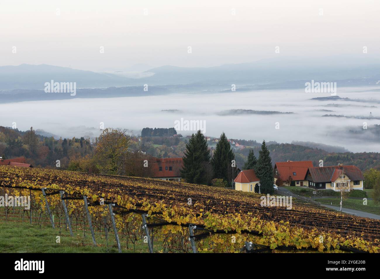 Herbststimmung am frühen Morgen, Weinberg, Nebel driftet durch die hügelige Landschaft im Tal, St. Andrae-Hoech, Sausal Weinland, Steiermark Stockfoto