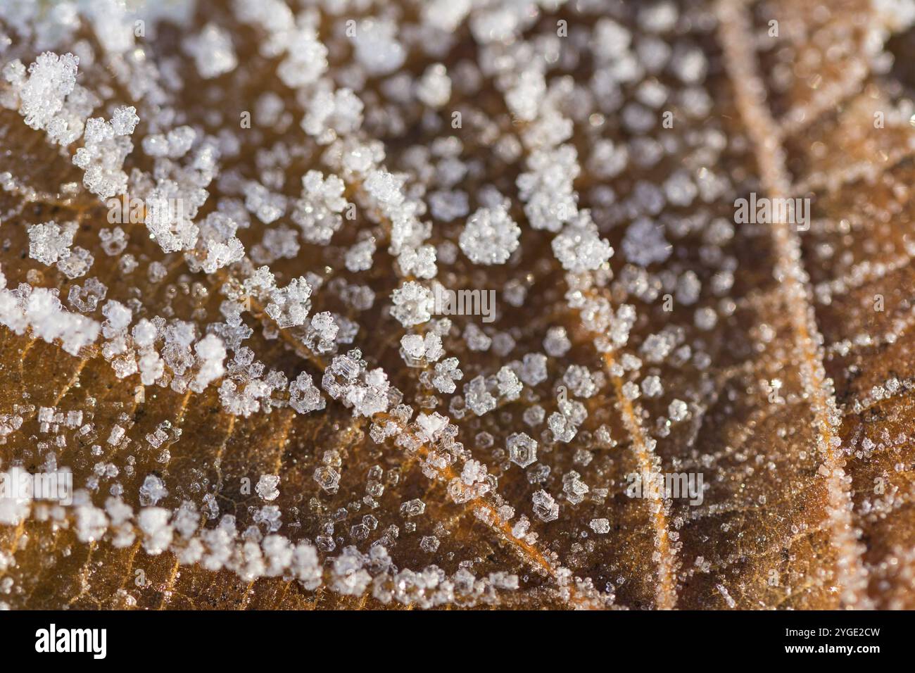 Nahaufnahme eines gefrorenen braunen Blattes im Winter, bedeckt von schönen Eiskristallen Stockfoto