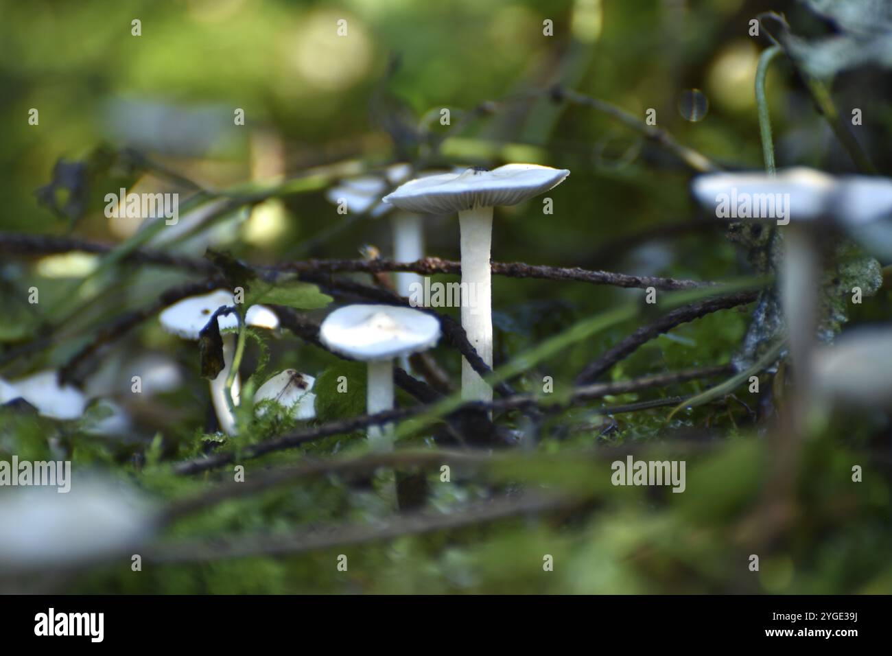 Nahaufnahme einer Gruppe von kleinen Pilzen, die in Moos auf dem Waldboden im Nationalpark Hunsrueck-Hochwald, Rheinland-Pfalz, Deutschland, EUR Stockfoto