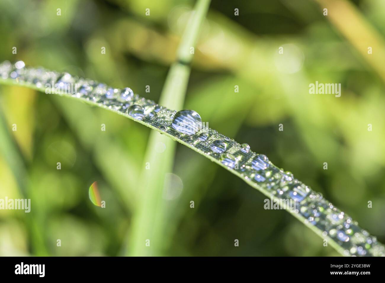 Nahaufnahme Makroaufnahme von Tautropfen auf grünen Grashalmen Mit schönem Bokeh Stockfoto