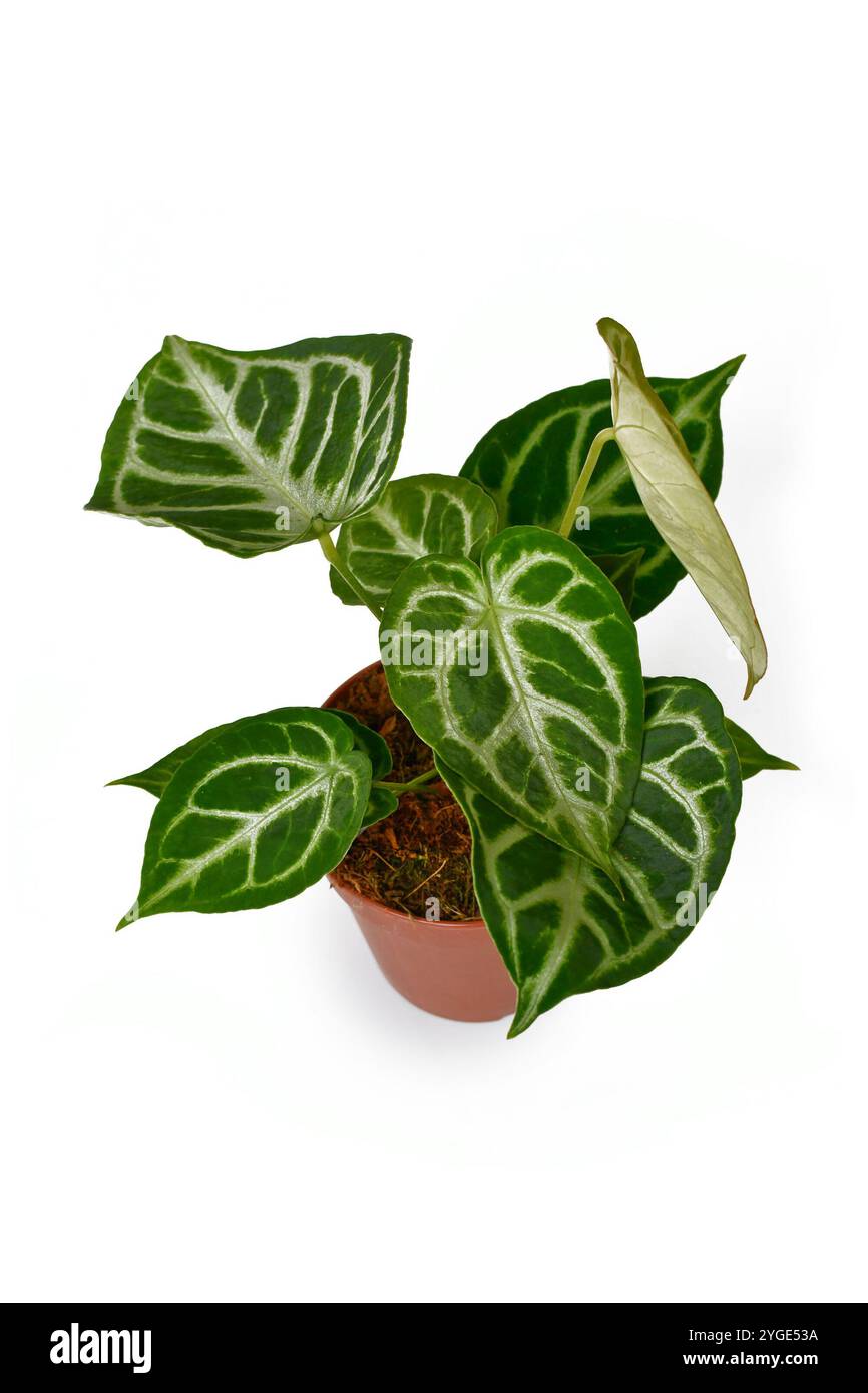 Topf exotische 'Silver Blush Anthurium Crystallinum' Zimmerpflanze mit schönem Spitzenmuster auf Blättern und neues hellgrünes Blatt auf weißem Hintergrund Stockfoto