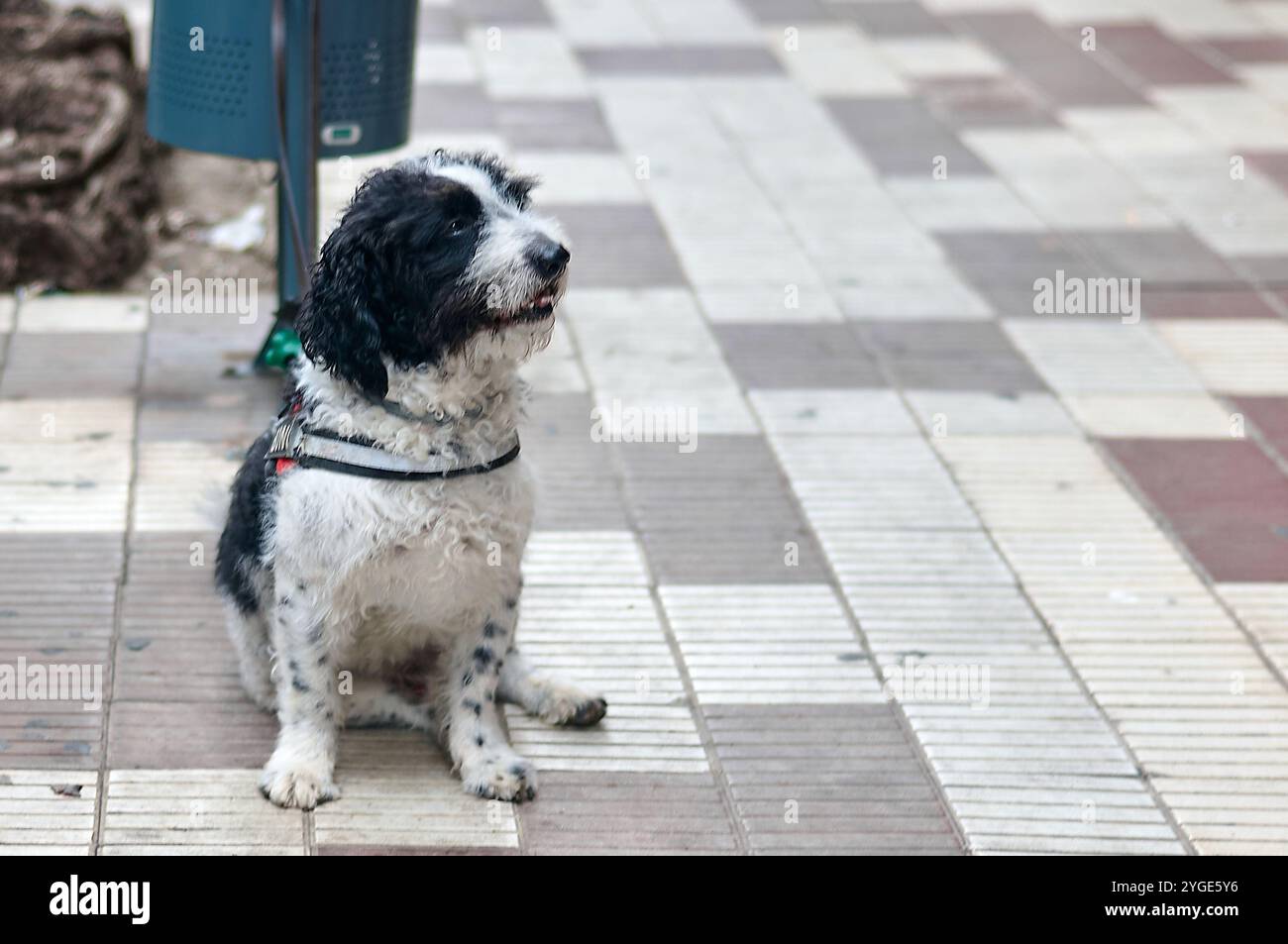 Wasserhund mit lockigen Haaren auf der städtischen Straße Stockfoto