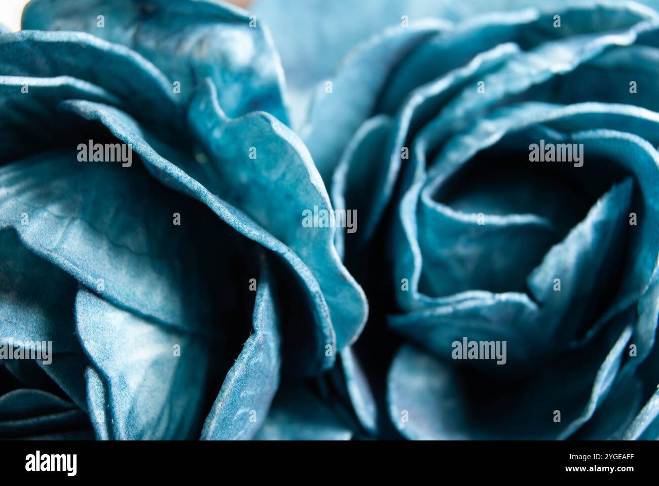 Künstlerische Tapete mit einem detaillierten Foto blauer Rosen, die ihre zarte Textur und satte Farbtöne hervorheben. Stockfoto