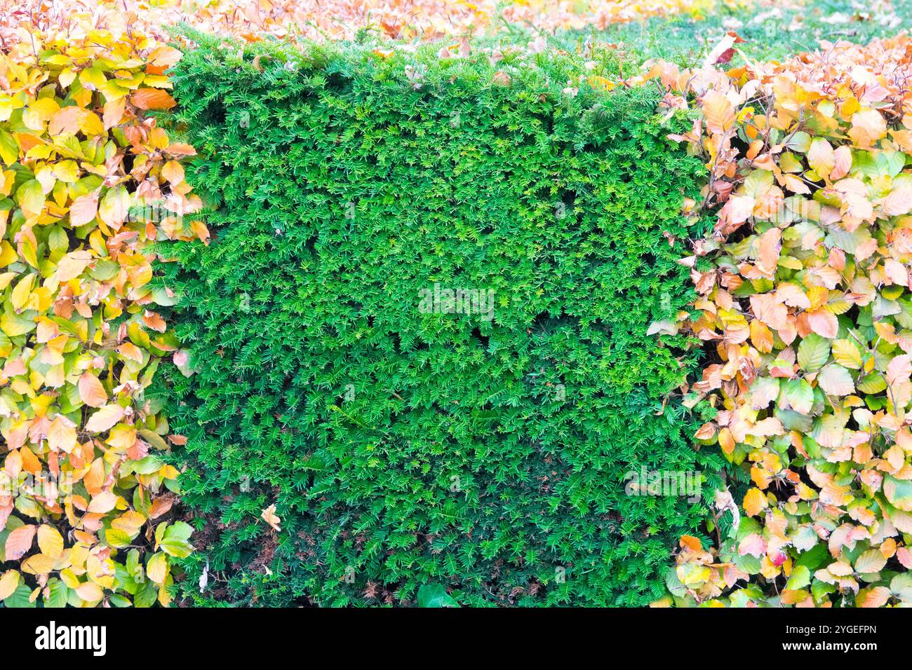 Herbstliche Buche Hecke, Buche oder Rotbuche (Fagus Sylvatica), Borken,  Mnsterland, Nordrhein-Westfalen Stockfotografie - Alamy