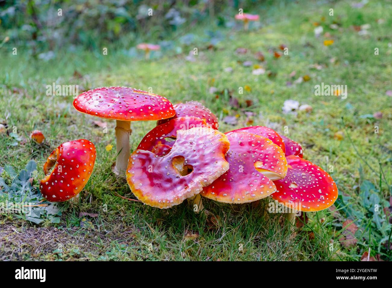 Nahaufnahme eines giftigen Fliegenpilzes (Amanita muscaria) mit roter Kappe und weißen Kiemen, die im Gras wachsen. In der Nähe von Llyn Crafnant in Snowdonia Stockfoto
