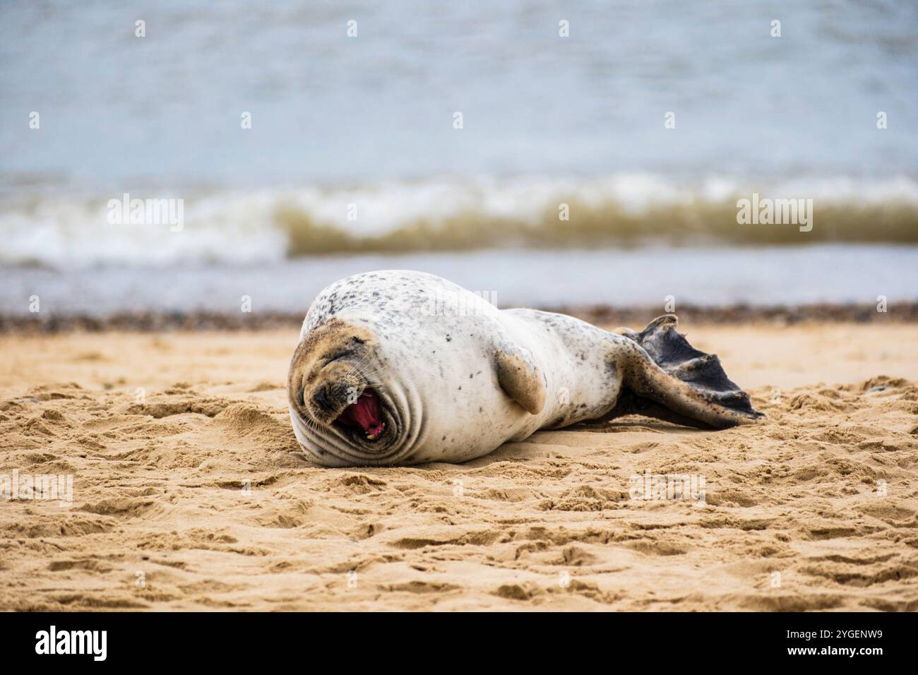 Ein Gähnen der Atlantic Grey Seal, während Sie sich am Strand von Horsey Gap, Norfolk, East Anglia, England, Vereinigtes Königreich, ausruhen. Großbritannien, Europa Stockfoto
