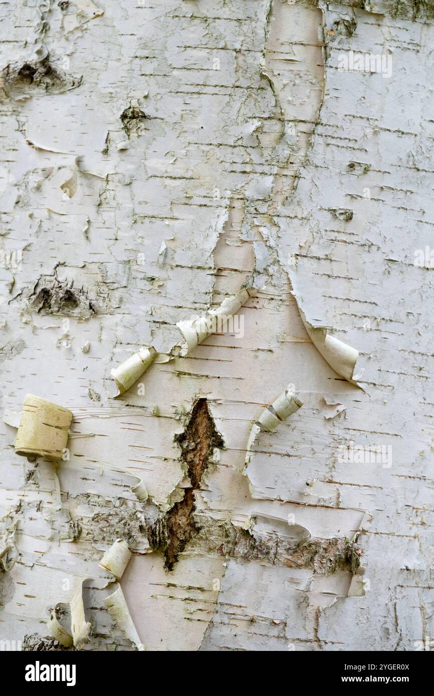 Betula ermanii „Fetisowii“ Bark Texture Pattern Structure Stockfoto