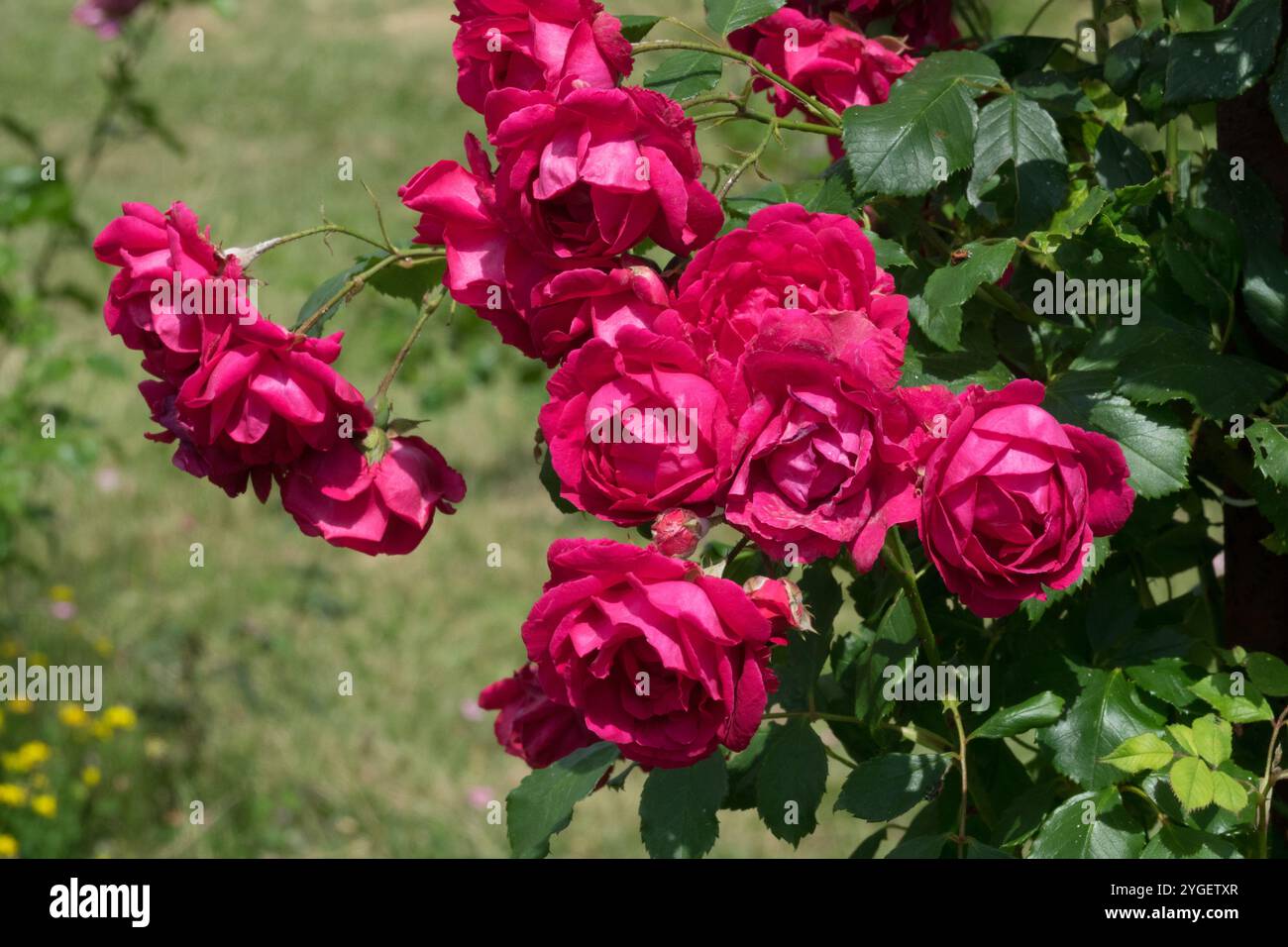 Rote Rosa „Blaze“ Rosa Rosen Rosaceae Stockfoto