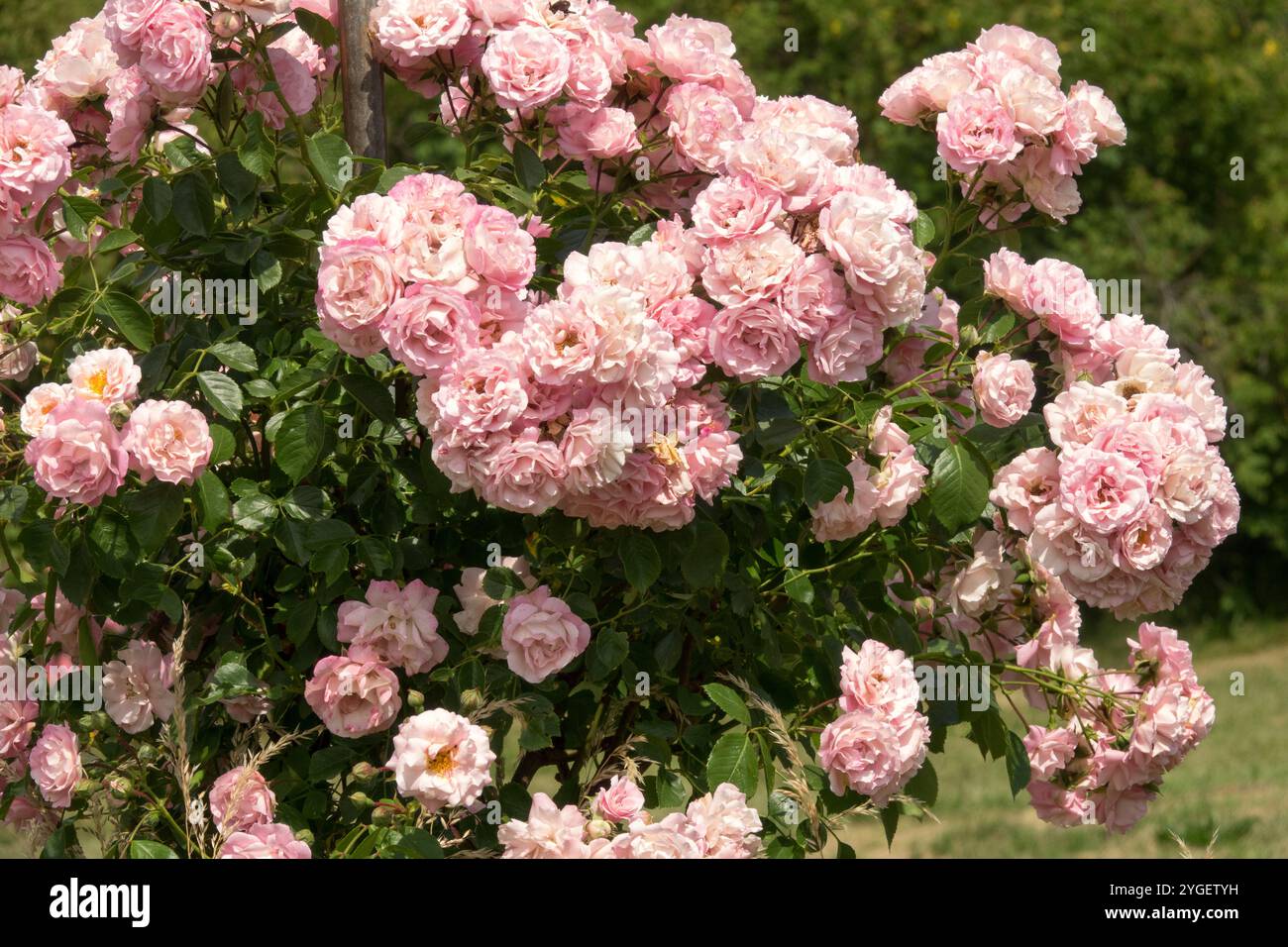 Weiß Hellrosa Rosa „Thelma“ Kletterrose im Garten Stockfoto