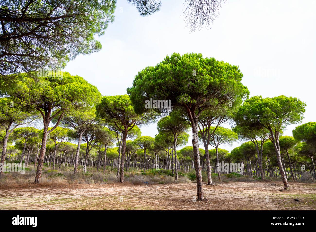 Pinar del Roche Kiefernwald, Cabo Roche, Provinz Cadiz, Andalusien, Spanien Stockfoto