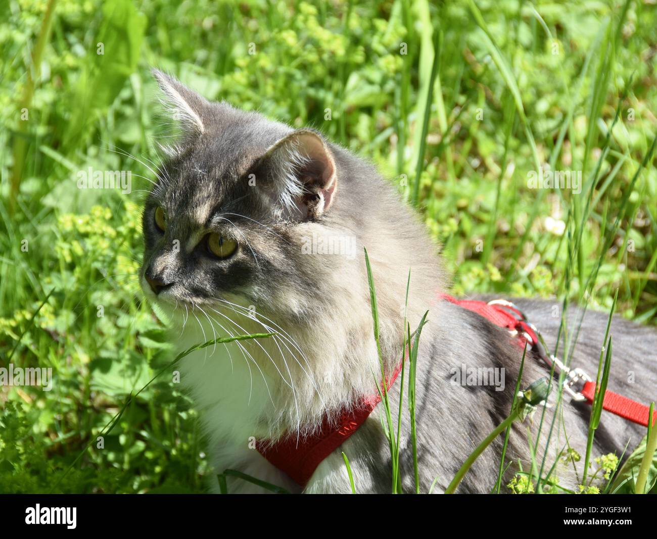 Nahaufnahme einer grauen reinrassigen sibirischen Katze an einer Schnur draußen auf einem Grasfeld Stockfoto