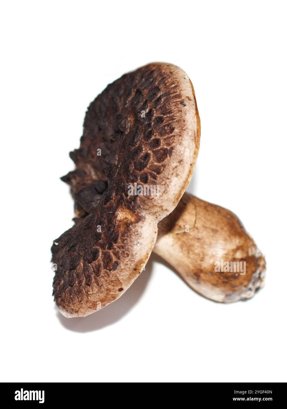 Geschuppt hedgehog Sarcodon imbricatus Pilz auf weißem Hintergrund Stockfoto