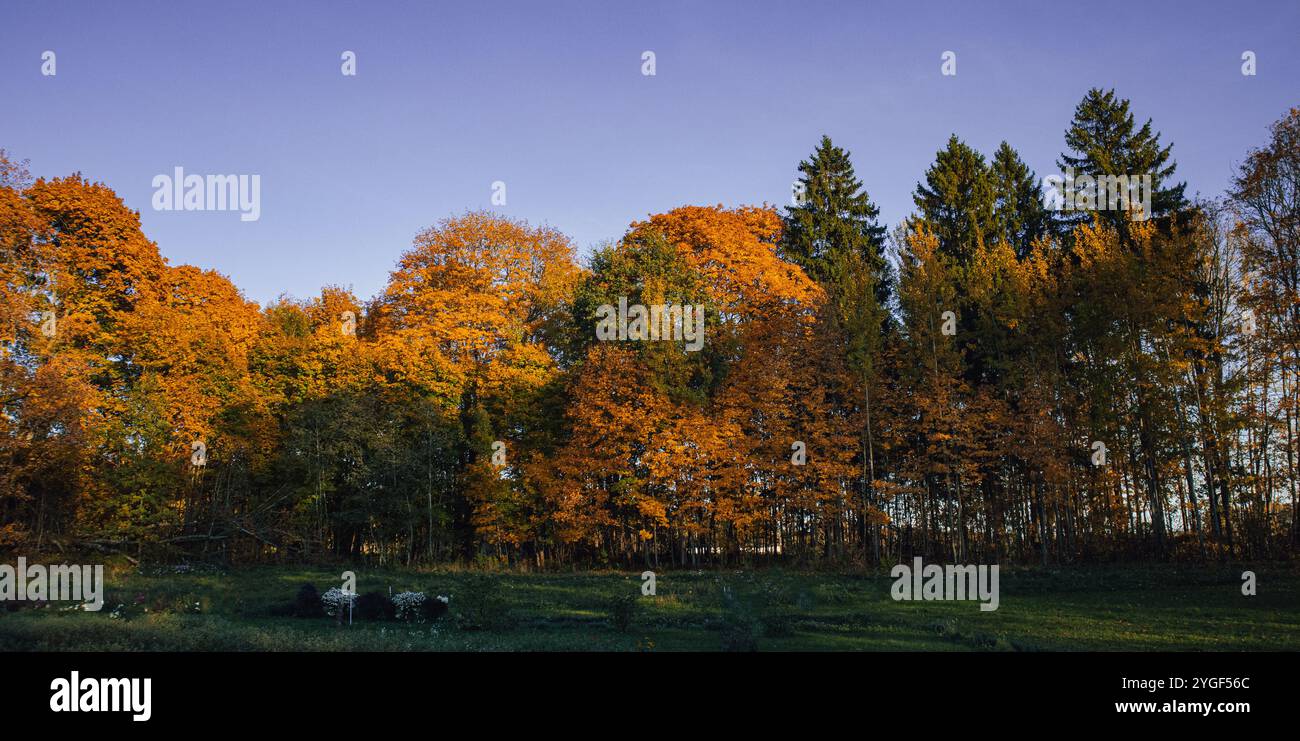 Ein ruhiger Herbstmorgen mit den Sonnenstrahlen, die durch die bunten Bäume scheinen. Die Bäume stehen hoch mit gelben, orangen, roten Blättern Stockfoto