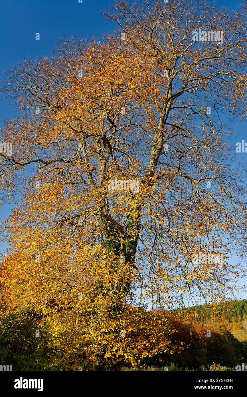 Europäische Buche Fagus sylvatica Sonnenschein auf herbstlichen Blättern und blauem Himmel Stockfoto