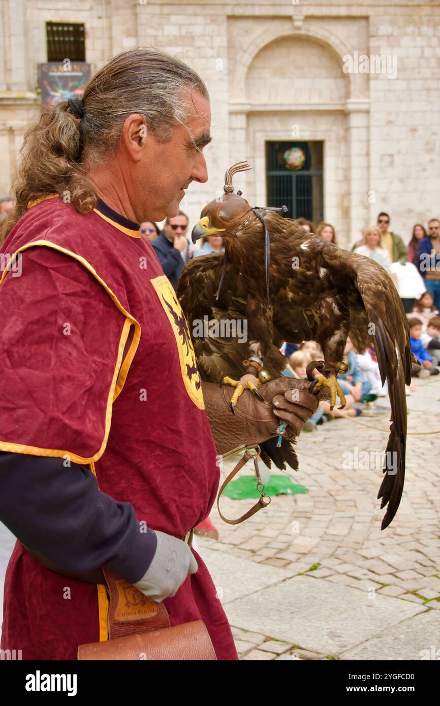 Ein Vogelführer in mittelalterlicher Tracht mit einem goldenen Adler Aquila chrysaetos während einer Ausstellung von Raubvögeln bei den El Cid Fiestas Burgos Spain Stockfoto