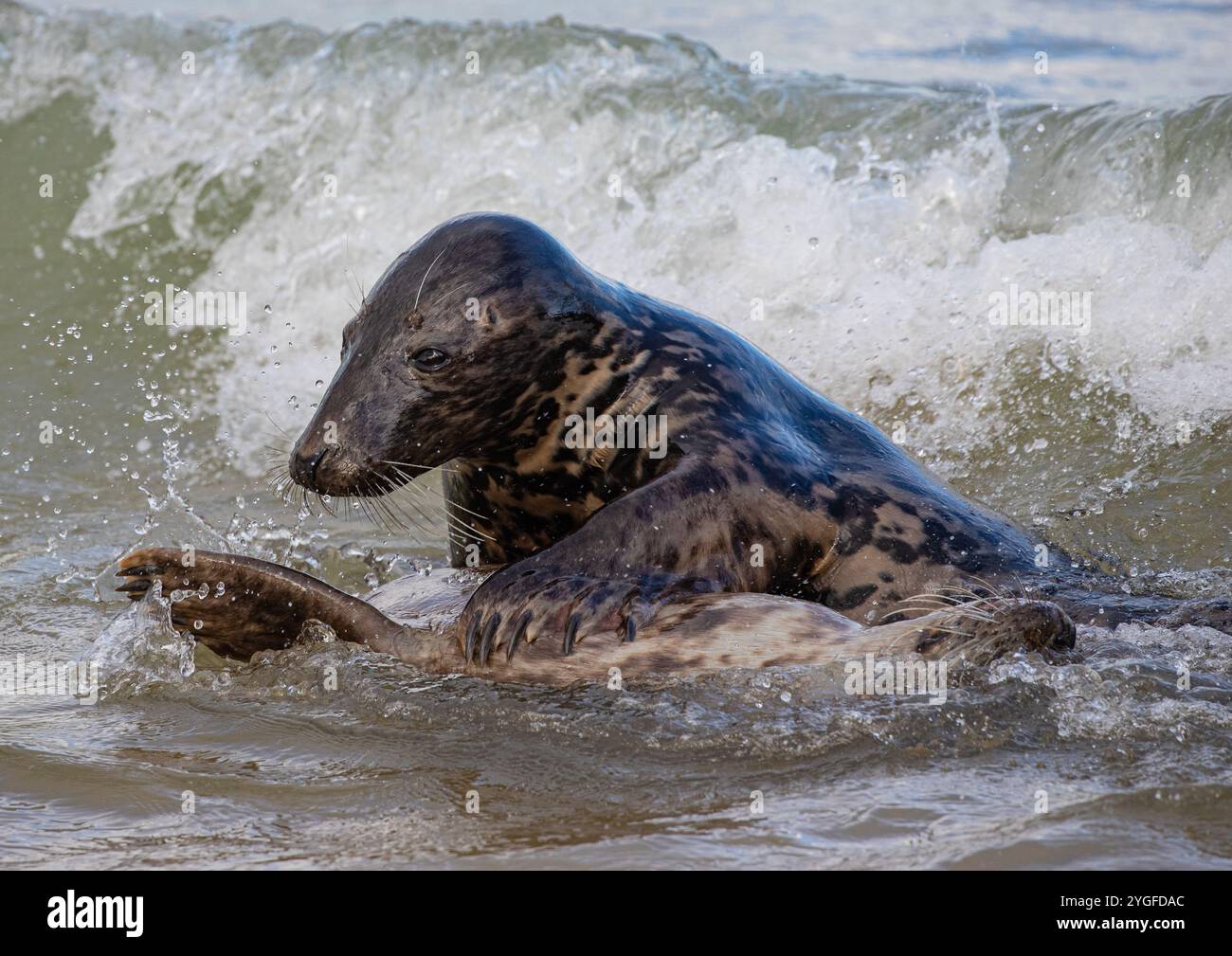 Ein Paar Graurobben (Halichoerus grypus), die zusammen in der Brandung spielen. Balzverhalten und zärtliche Momente in der Nordsee. Norfolk, Großbritannien Stockfoto