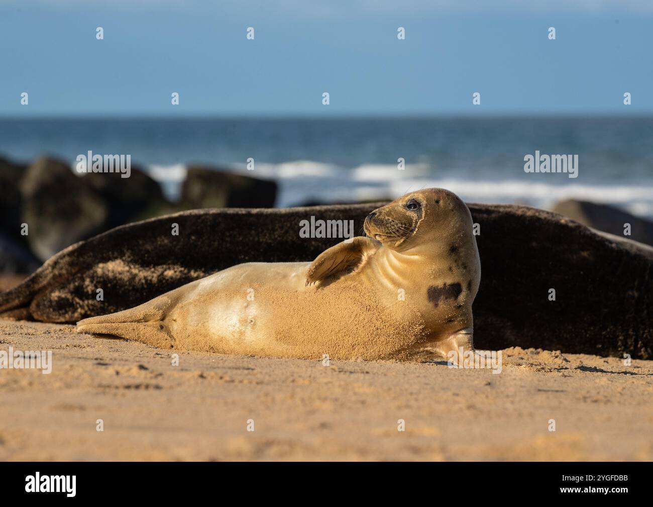 Ein junges Graurobbenjunges ( Halichoerus grypus), hervorgehoben von der Sonne. Entspannen und Sonnenbaden am Strand an der Küste von Norfolk. UK Stockfoto