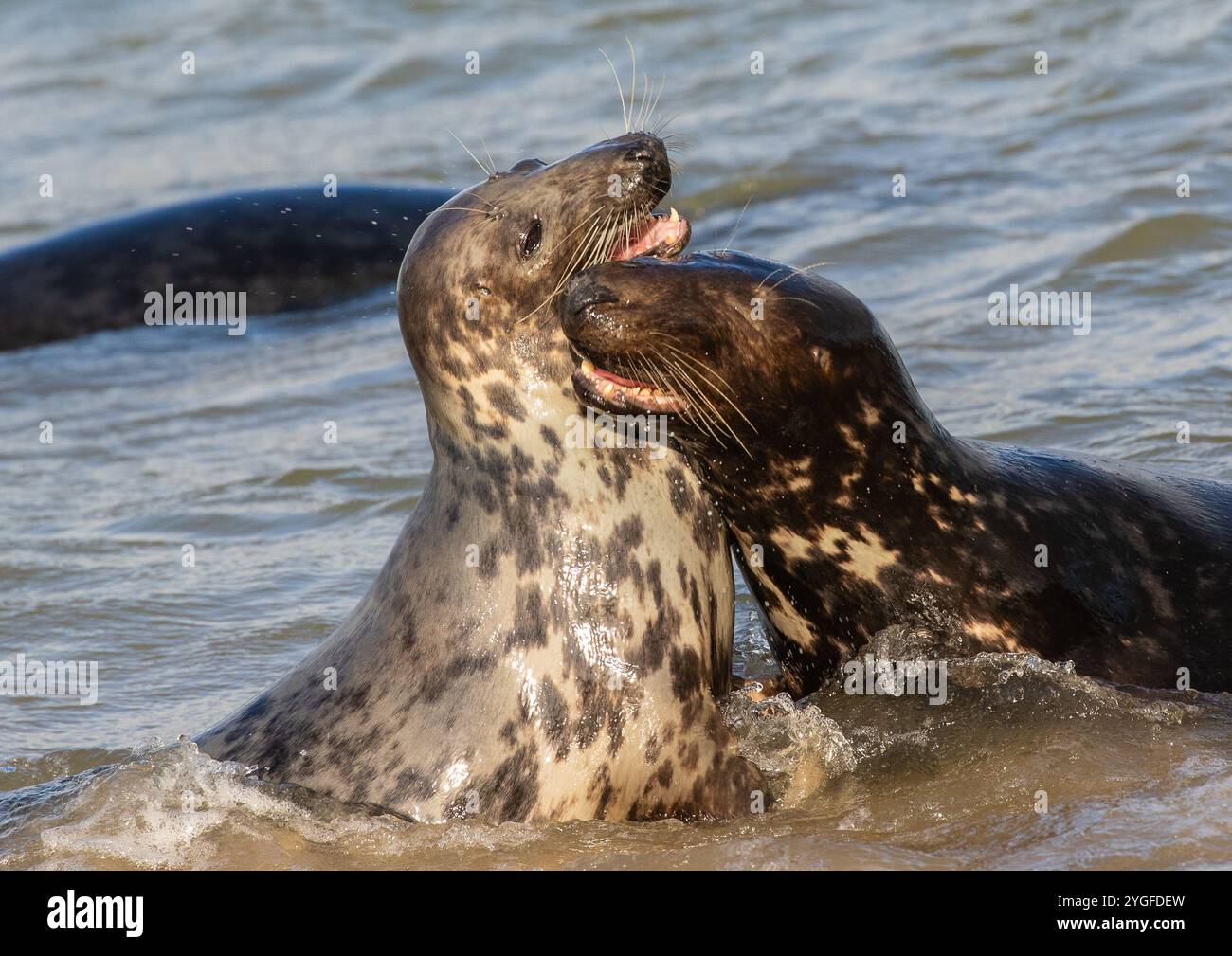 Ein Paar Graurobben (Halichoerus grypus), die zusammen in der Brandung spielen. Balzverhalten und zärtliche Momente in der Nordsee. Norfolk, Großbritannien Stockfoto