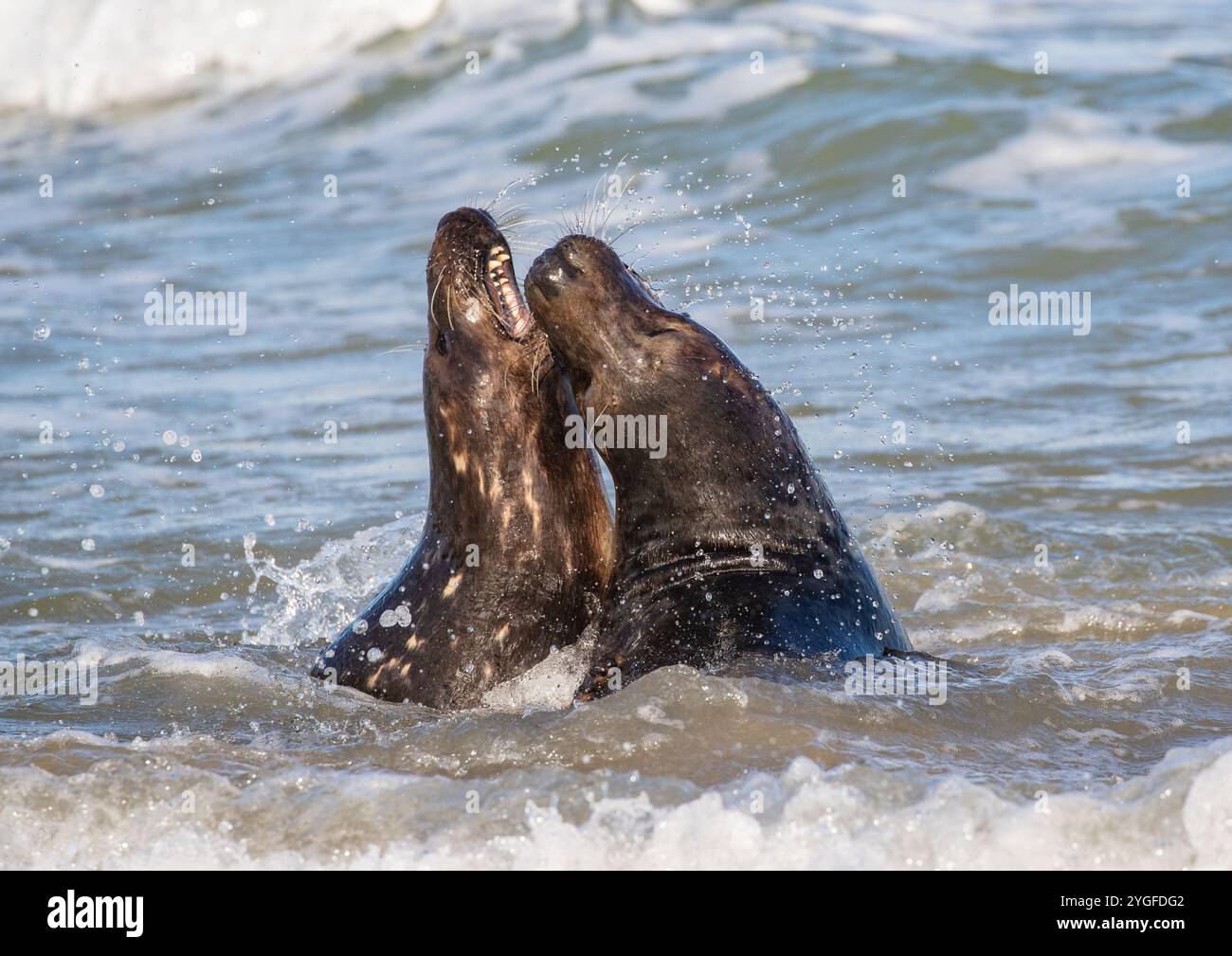 Ein Paar Graurobben (Halichoerus grypus), die zusammen in der Brandung spielen. Balzverhalten und Rivalität in der Nordsee. Norfolk, Großbritannien Stockfoto