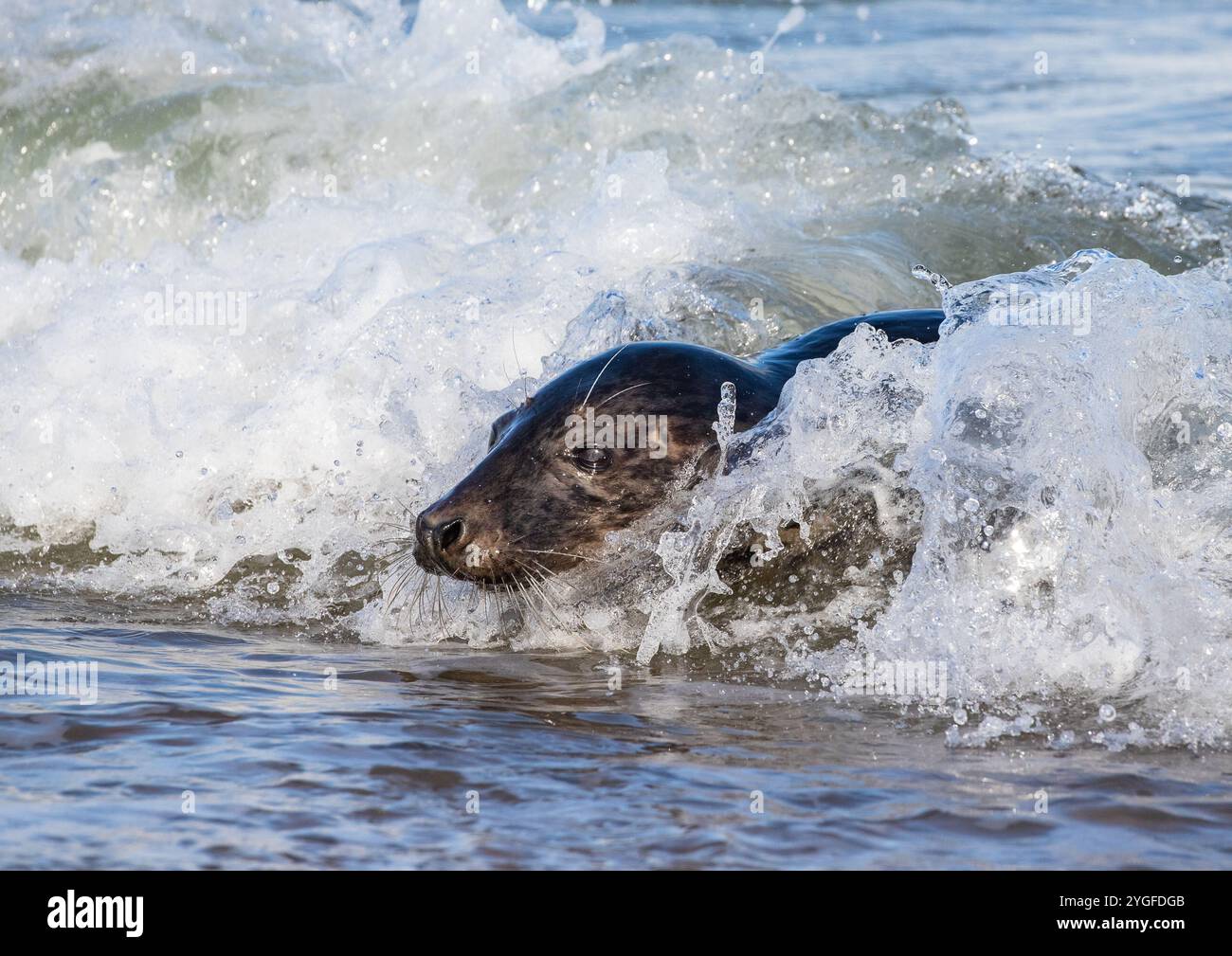 Ein surfendes Grausiegel ( Halichoerus grypus), das aus der Brandung blickt und Spaß beim Fahren auf den Wellen der Nordsee an der Küste von Norfolk hat. UK Stockfoto