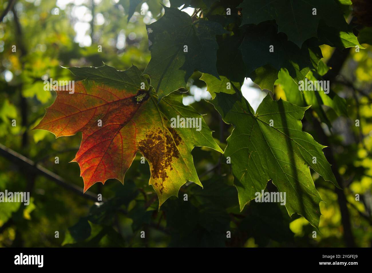 Im Herbst strahlt das Sonnenlicht durch ein Ahornblatt und offenbart lebendige Grün-, Rot- und Gelbtöne. Ein wunderschöner Moment des jahreszeitlichen Übergangs der Natur. Stockfoto