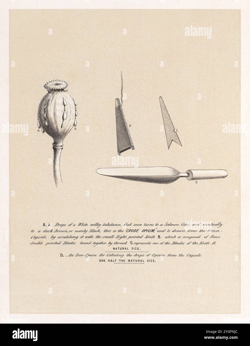 Lithografie von Walter S. Sherwill (1811-1863), die eine Mohnkapsel (A) und Werkzeuge zur Opiumgewinnung zeigt, darunter ein spitzes Messer (B), eine Klinge (C) und einen Eisenlöffel (D). Das Rohopium wird gesammelt, indem der Mohnkopf gezählt und der Latex gesammelt wird. Fotografie einer Original-Lithografie, veröffentlicht 1851 von McClure, Macdonald & MacGregor Lith., London. Kredit: Privatsammlung / AF Fotografie Stockfoto