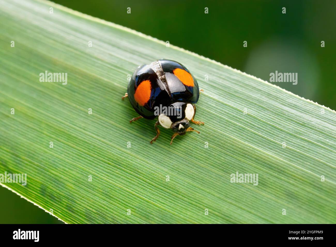 Asiatischer Marienkäfer - Farbveränderung in Schwarz mit zwei roten Flecken (Harmonia axyridis forma conspicua) Stockfoto