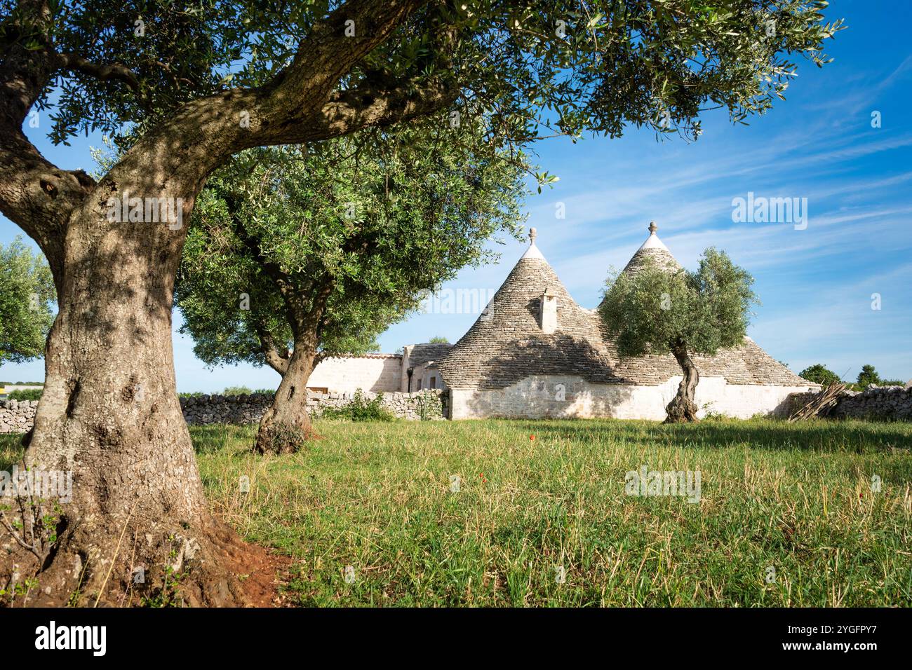 Alte Trullihäuser aus Stein mit Kegelziegeldächern unter einem alten Olivenbaum mit blauem Himmel auf dem Land in der Nähe von Alberobello in Apulien, Süditalien. Stockfoto
