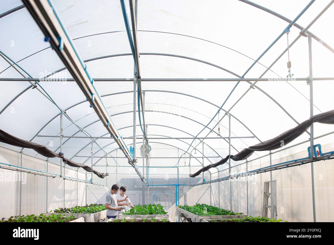 Landwirt-Monitoring von Bio-Gemüse im Gewächshausbetrieb der Pflanzenzüchtung. Intelligente Agrartechnologie. Technologiekonzept für intelligente Landwirtschaft. Stockfoto