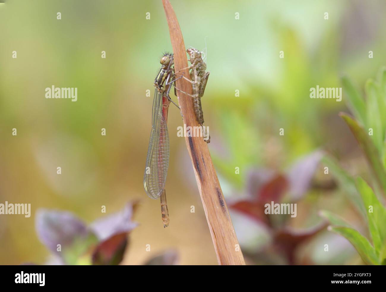 Große Rote Damselfliege oder Frühlingsrotschwanzmännchen tauchten gerade mit Exsuvia auf - Pyrrhosoma nymphula Stockfoto