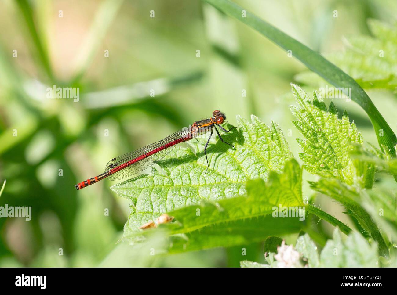 Große rote Damselfliege oder Frühlingsrotschwanzmännchen - Pyrrhosoma nymphulalarge Stockfoto