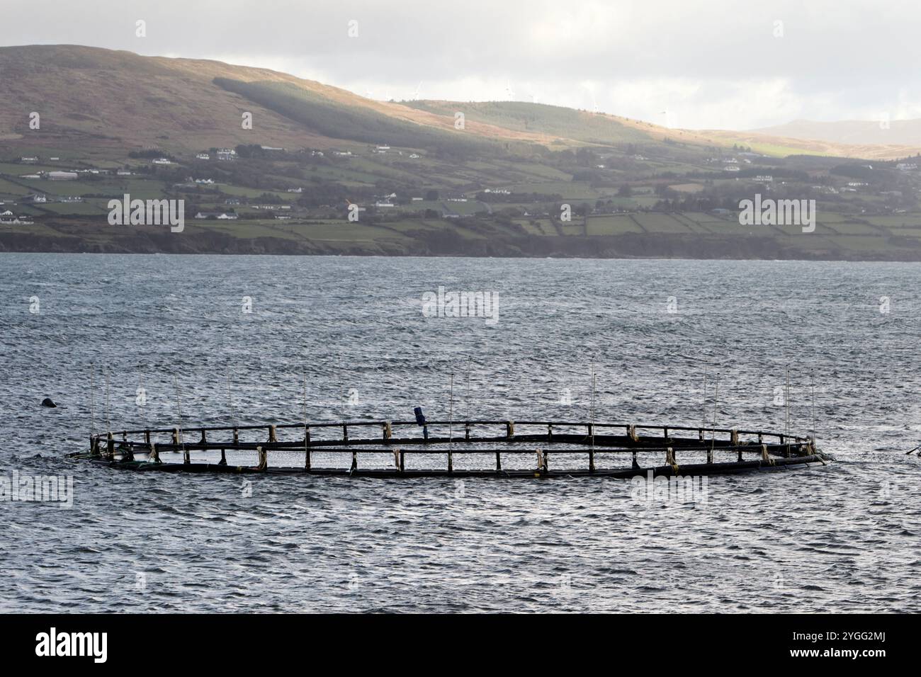 Fischzucht Lachszuchtanlage in lough swilly, County donegal, republik irland Stockfoto