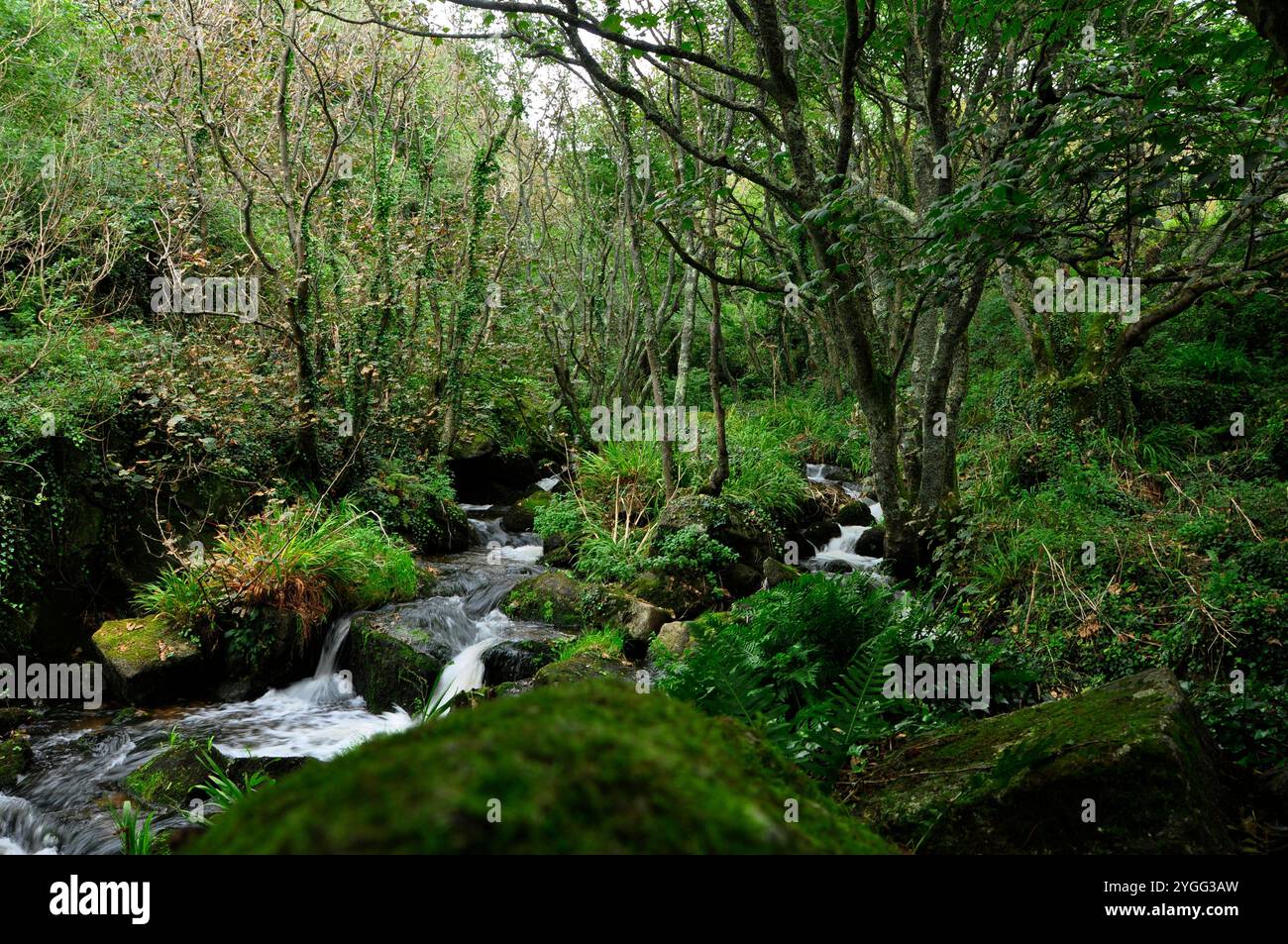 Ein lebhafter Bach stürzt zwischen den moosbedeckten Felsen des bewaldeten Tals auf seinem Weg zum Meer in der Lamorna Cove in West Penwith bei Penzance in Cor Stockfoto