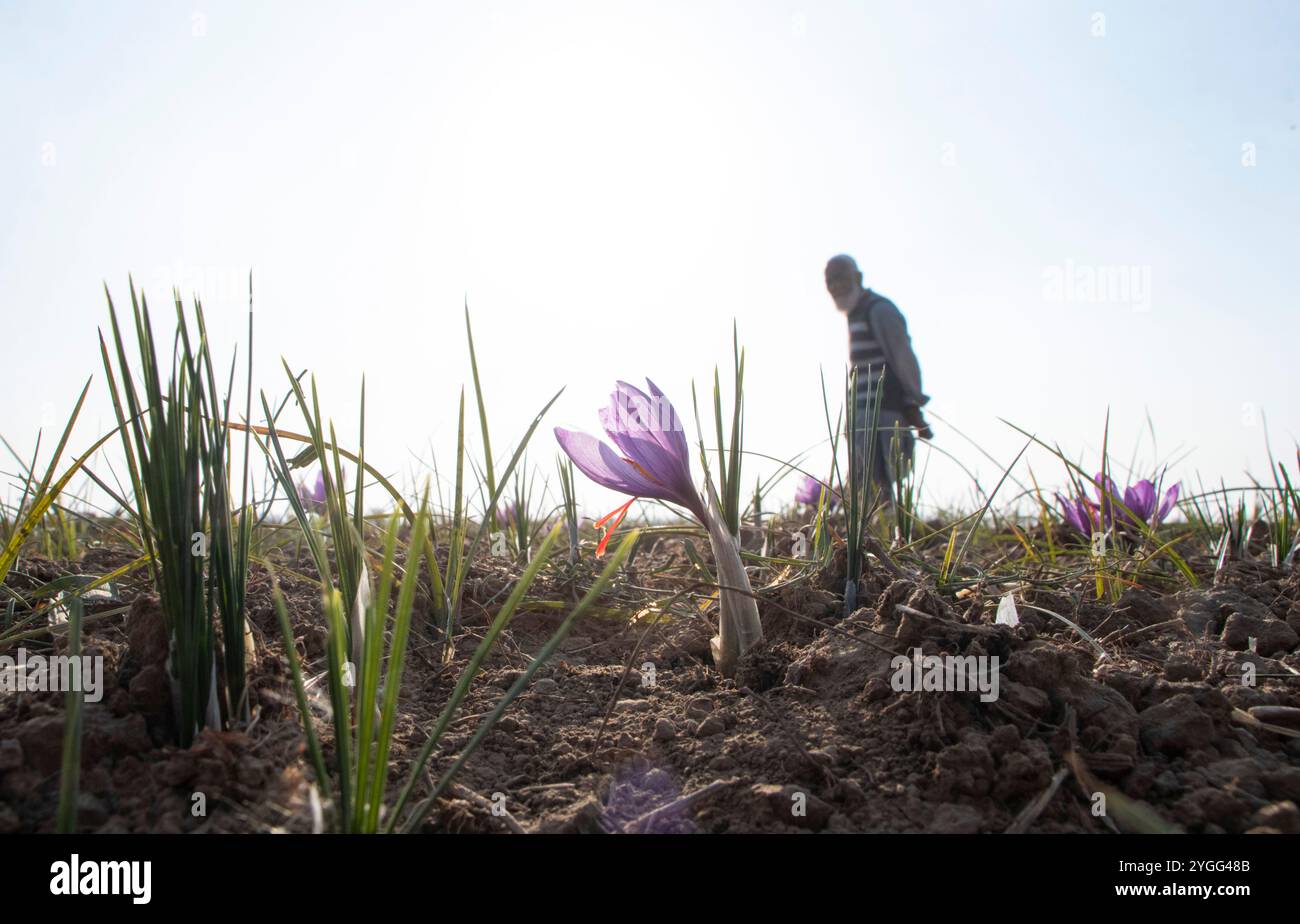 Pulwama, Jammu Und Kaschmir, Indien. November 2024. Ein Landwirt steht auf einem Safranfeld, während die Erntezeit in Pampore beginnt, 22 km von Srinagar entfernt. Safran, das teuerste Gewürz der Welt, wird kommerziell in Indien, Spanien und Iran angebaut. Die berühmten Safranfelder Kaschmirs sind jedoch stark zurückgegangen: Die Produktion ist von 15,95 Tonnen im Jahr 1990 auf nur 2,6 Tonnen im Zeitraum 2023 gesunken, und die Anbaufläche hat sich von 5.707 Hektar im Jahr 1996-97 auf 2.387,71 Hektar im Jahr 2019 verringert. (Credit Image: © Adil Abass/ZUMA Press Wire) NUR REDAKTIONELLE VERWENDUNG! Nicht für kommerzielle ZWECKE! Stockfoto